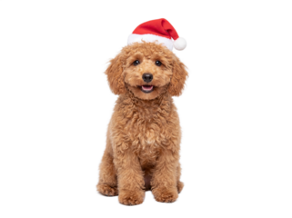 Cute Toy Poodle puppy sitting in Santa hat, isolated on transparent background, Christmas pet portrait