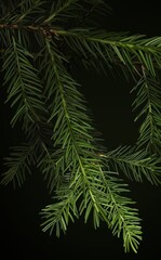 Realistic detailed green fir branches on a deep black background. Natural evergreen texture, atmospheric winter and Christmas background for festive design, decoration and packaging.