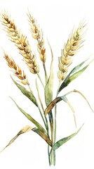 Fototapeta premium Watercolor wheat ear, hand drawn illustrations, isolated, bakery design, homemade baking