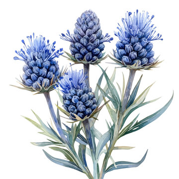 watercolor hand-drawn of Sea Holly Flower, isolated on a white background.