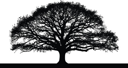 Massive Black Silhouette of an Old Sprawling Oak Tree Icon, Detailed Crown with Dense Leaves and Wide Branches on a White Background Vector Graphic.