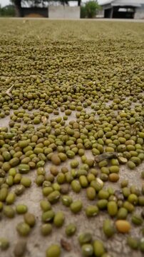 Vertical Video: Abundance of Green Mung Beans Drying on a Concrete Floor. Organic Food and Agricultural Harvest.