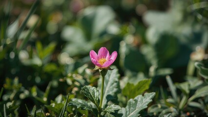 Single pink flower blooming among green leaves in a natural setting.