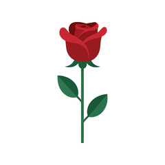 Obraz premium Elegant Red Rose Flower Illustration for Romantic Celebrations and Floral Designs