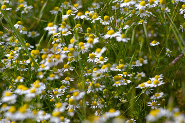 Wild chamomile blooming in a summer meadow. A medicinal plant in its natural environment.