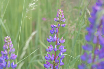 Purple lupines blooming in a summer meadow. Soft image with shallow depth of field