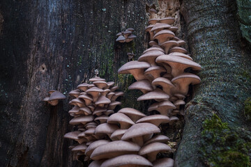 Large cluster of Pleurotus ostreatus, the oyster mushroom, oyster fungus, or hiratake close-up on tree
