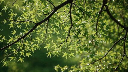 Fototapeta premium Lush green tree branches with star-shaped leaves in a forest setting. Sunlight filtering through the foliage. Nature and greenery concept. Tranquil outdoor scene.