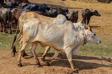 Zebu cattle or Humped bull. Pair of Indian oxen for sale in the animal market. Indian cattle or livestock used for agriculture farming.