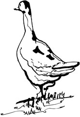 Hand-Drawn Sketch Goose Bird Seen from Behind Outline