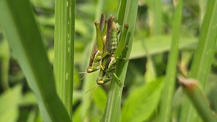 Macro Photography of Mating Green Grasshoppers in Natural Habitat.