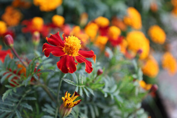 Fototapeta premium Macro photograph of a vibrant marigold flower (Tagetes) with rich red-orange petals and a yellow center against a blurred background of orange and green foliage.