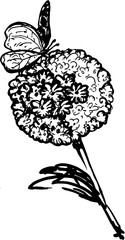 Line Art Outline Hydrangea Flower with Butterfly Sketch