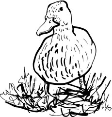 Hand-Drawn Sketch Simple Goose Bird Standing on Grass