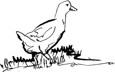 Line Art Outline Single Goose Bird Standing on Grass