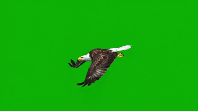 American Bald Eagle flying on green screen. Eagle flying on green screen.