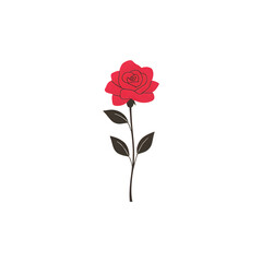 Fototapeta premium red rose isolated on white background