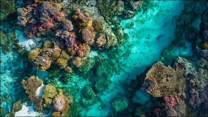 Obraz premium Vibrant Coral Reef Ecosystem from Above An Underwater Spectacle of Marine Life