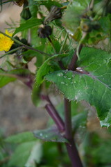 Close-up of a green jagged weed leaf with purple stems covered in fresh crystal clear rain droplets