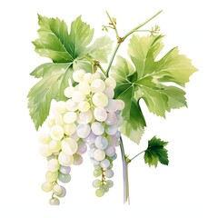 Obraz premium Elegant watercolor illustration of fresh white grapes with vibrant green leaves