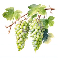 Obraz premium Two bunches of ripe grapes hanging from vine, watercolor illustration