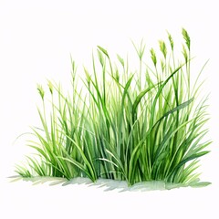 Obraz premium Fresh green grass in watercolor style against white background