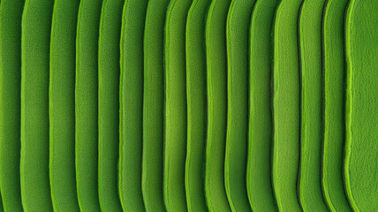 Green banana leaf closeup with parallel lines, natural texture, fresh and vibrant pattern