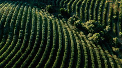 Fototapeta premium Aerial view of a lush, green coffee plantation, showcasing the meticulous rows of coffee plants stretching across rolling hills under a warm, natural light