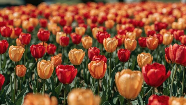 Vivid red and orange tulips blooming in a field with lush green leaves and stems. - Powered by Adobe