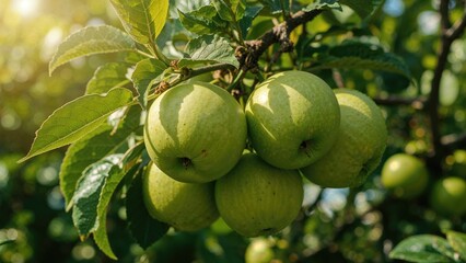 Fototapeta premium Green apples hanging on a tree with sunlight filtering through the leaves. Fresh fruit, orchard, and nature. The image of healthy, ripe apples on a bright sunny day.
