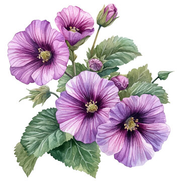 Malva Flower, elegant watercolor vector illustration with flowing lines and gentle color transitions, isolated on a white background.