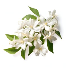 Obraz premium Arrangement of elegant gardenia flowers and verdant foliage on a light background