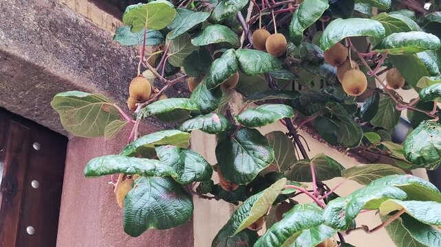 Kiwi growing. Ripe kiwi fruit on the tree surrounded by leaves before picking. Local Organic Farming concept.