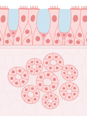 多列線毛上皮と腺細胞のイラスト素材