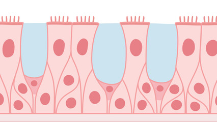 多列線毛上皮のイラスト素材_ピンク