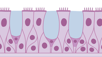 多列線毛上皮のイラスト素材_紫