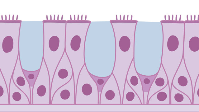 多列線毛上皮のイラスト素材_紫