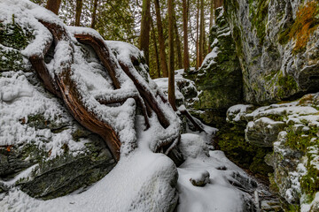 663-46 Snow on Cedar Roots