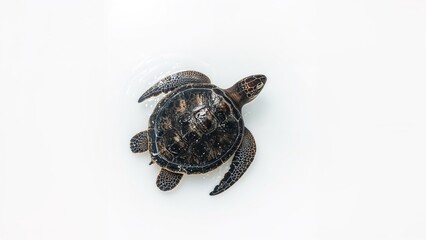 A young sea turtle swimming in clear water with a white background. Marine life and wildlife conservation, concept. Aquatic animals and underwater ecosystems. The concept of marine biodiversity.