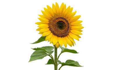 Obraz premium Vibrant sunflower isolated on transparent background