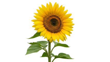 Vibrant sunflower isolated on transparent background