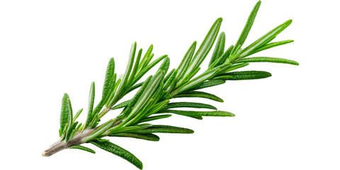 rosemary isolated on white