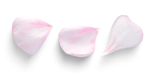 pink rose petals on white background