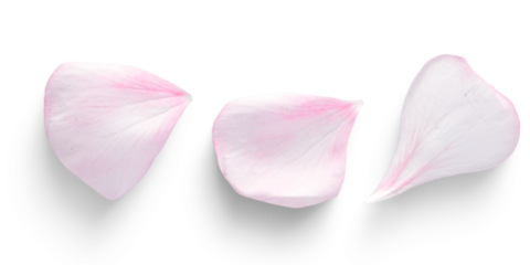 pink rose petals on white background