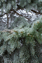 close up of frosted green pine needles hanging from evergreen tree