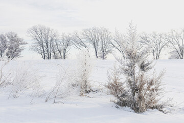 Frost on a cedar tree and oak trees across a snowy field in winter. 