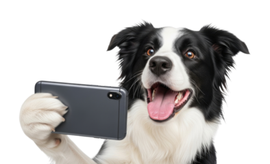 Border collie dog taking a selfie with a smartphone transparent background cutout png