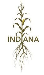 My roots are in Indiana is the topic of this Hoosier state illustration. A cornstalk and roots features the agricultural aspects of the state.
