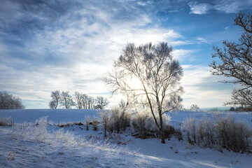 The sun behind a tree in a frosty winter landscape and blue sky. 