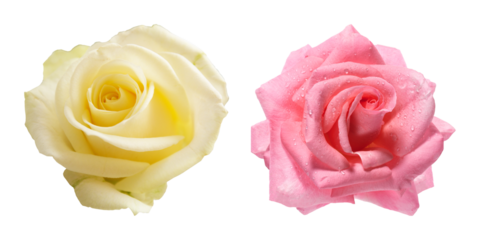 pink rose isolated on white